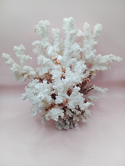 Vintage Brownstem Coral with textured brown branches – 10 x 8.25 x 6.5 inches coastal display piece