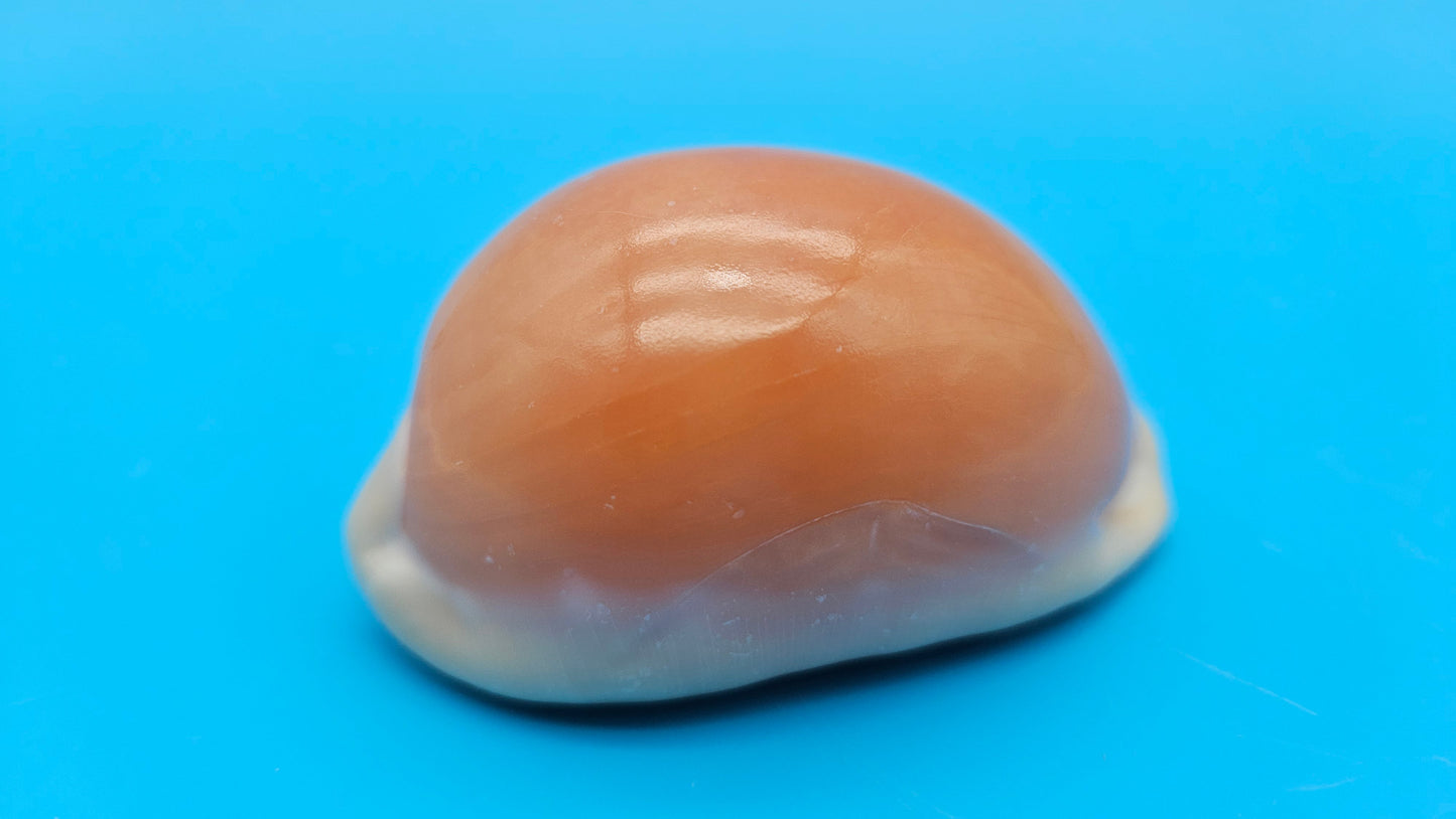 Golden Cowrie shell with smooth golden top, creamy ribbed underside, and orange interior teeth – 3 inches.