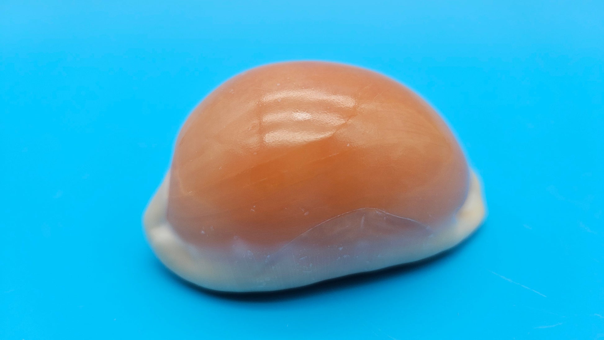 Golden Cowrie shell with smooth golden top, creamy ribbed underside, and orange interior teeth – 3 inches.