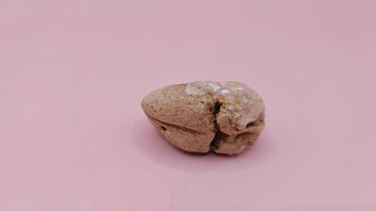  Fossilized Cretaceous clam with quartz crystals in natural brown stone on pink background