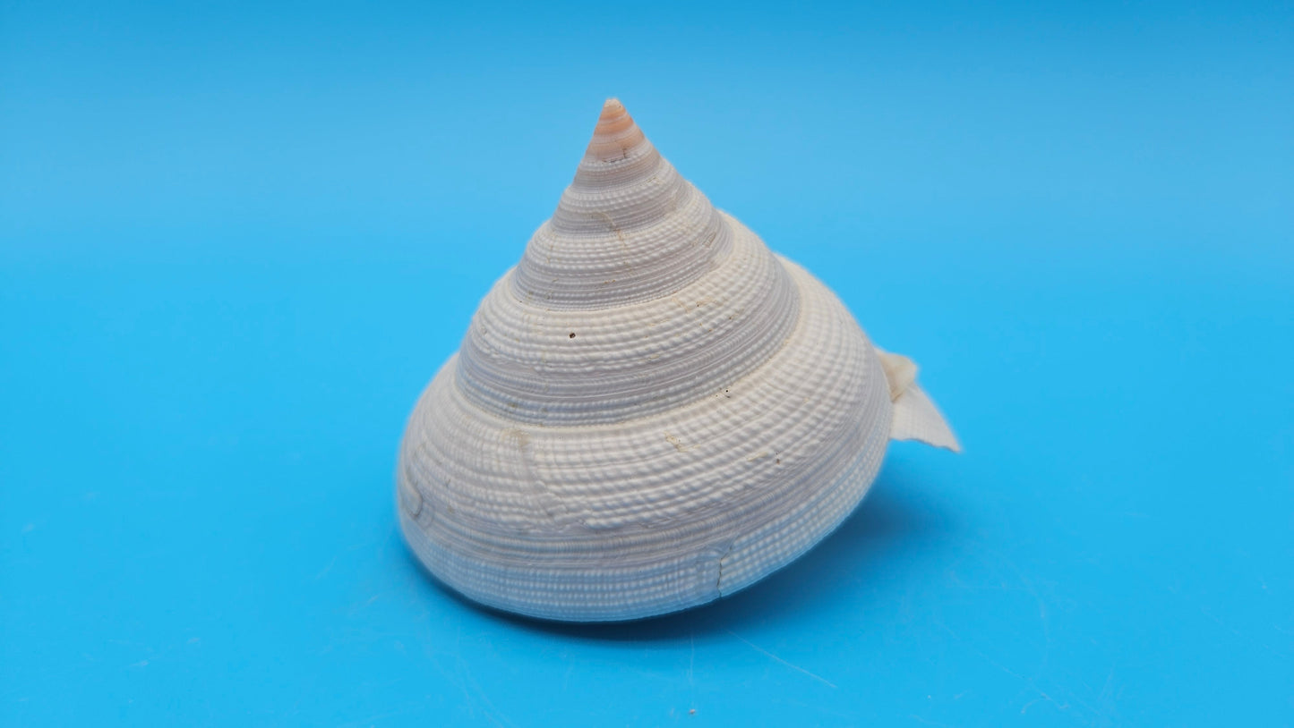  Rare Pleurotomaria hirasei spiral shell with operculum intact, natural creamy tones on blue background