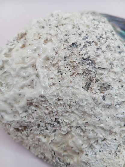 Natural New Zealand Paua Shell – Half Polished Abalone from Fiordland in Gift Box