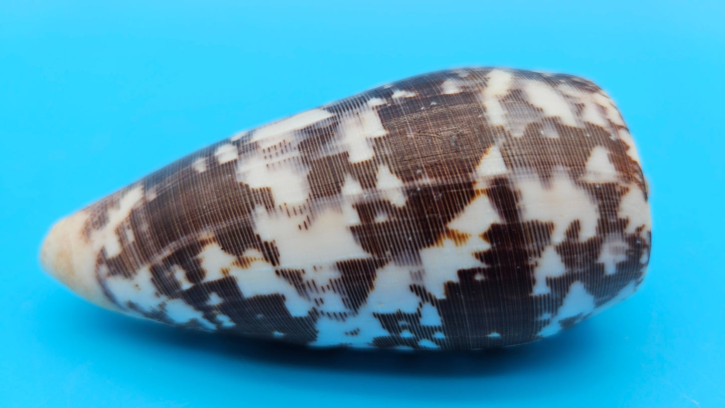 Striate Cone shell with brown base, fine linear striations, and white patches, 3.6 inches.