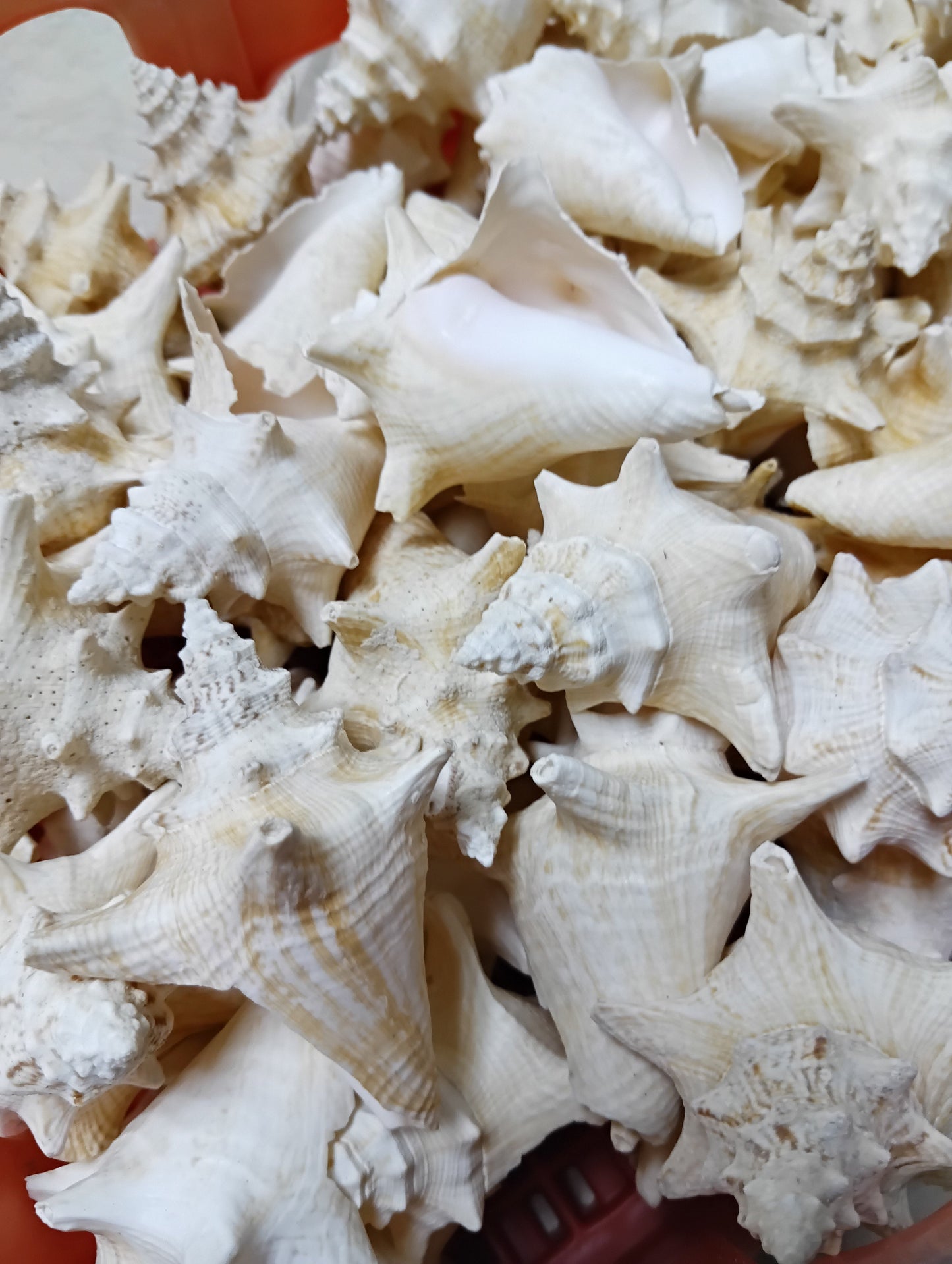 Non Pierced Juvenile Pink Queen Conch