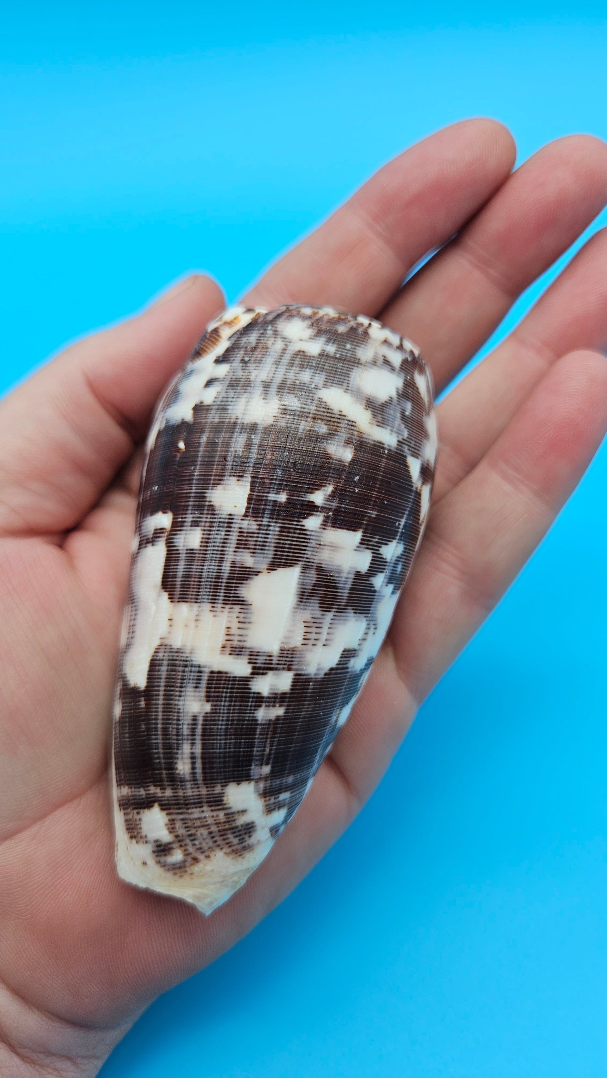 Striate Cone shell with brown base, fine linear striations, and white patches, 3.6 inches.