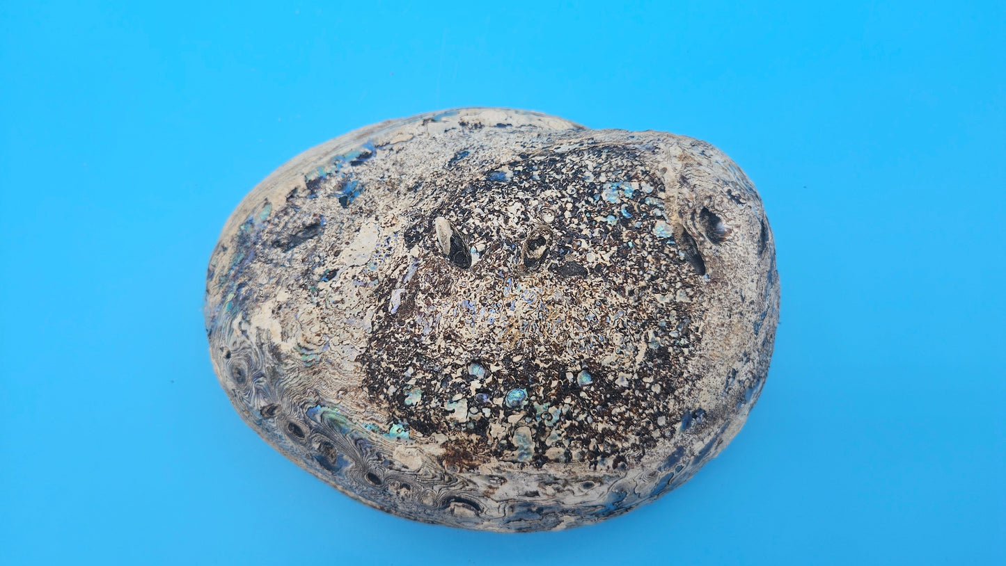 Iridescent green abalone shell with pearl 8-inch coastal décor