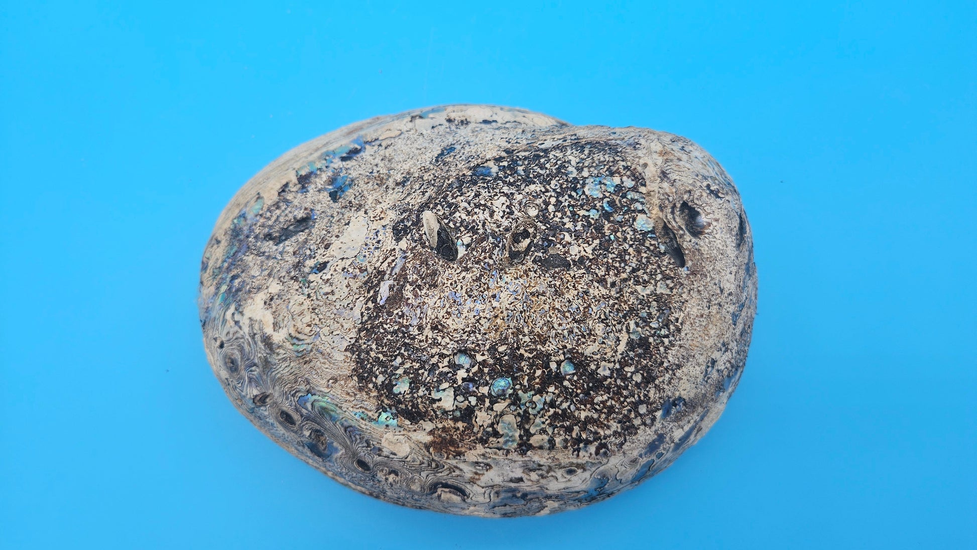 Iridescent green abalone shell with pearl 8-inch coastal décor