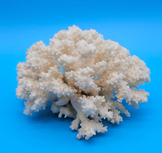 Brownstem coral with compact white branches and natural texture on blue background