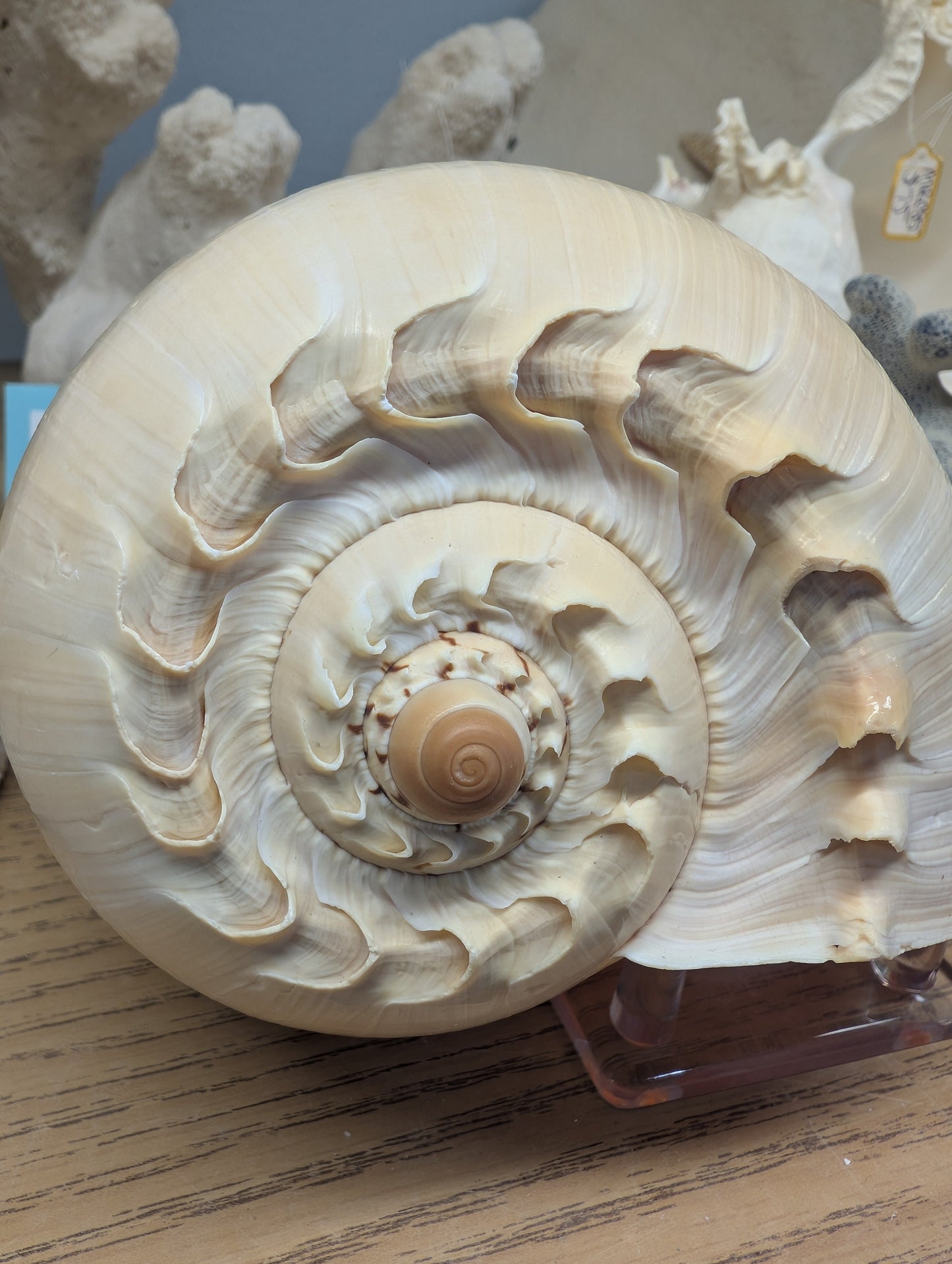 Crowned Baler Melon Shell – Voluta diadema – 5–11"