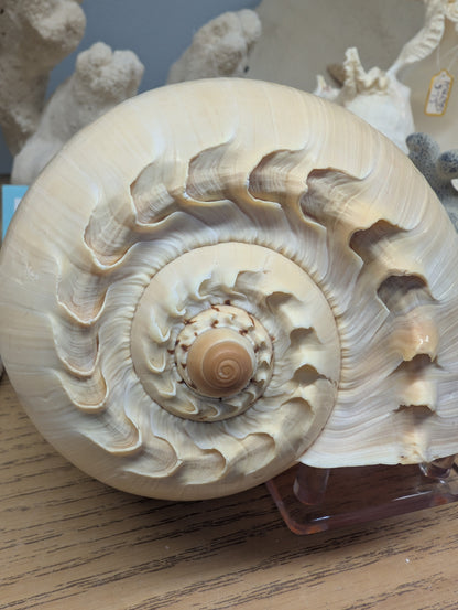 Crowned Baler Melon Shell – Voluta diadema – 5–11"