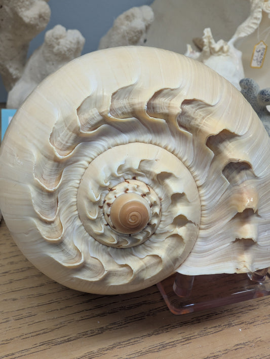 Crowned Baler Melon Shell – Voluta diadema – 5–11"