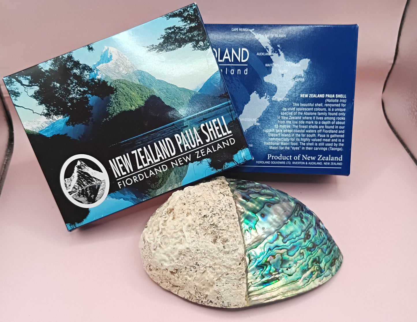 Natural New Zealand Paua Shell – Half Polished Abalone from Fiordland in Gift Box