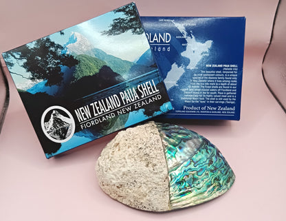 Natural New Zealand Paua Shell – Half Polished Abalone from Fiordland in Gift Box