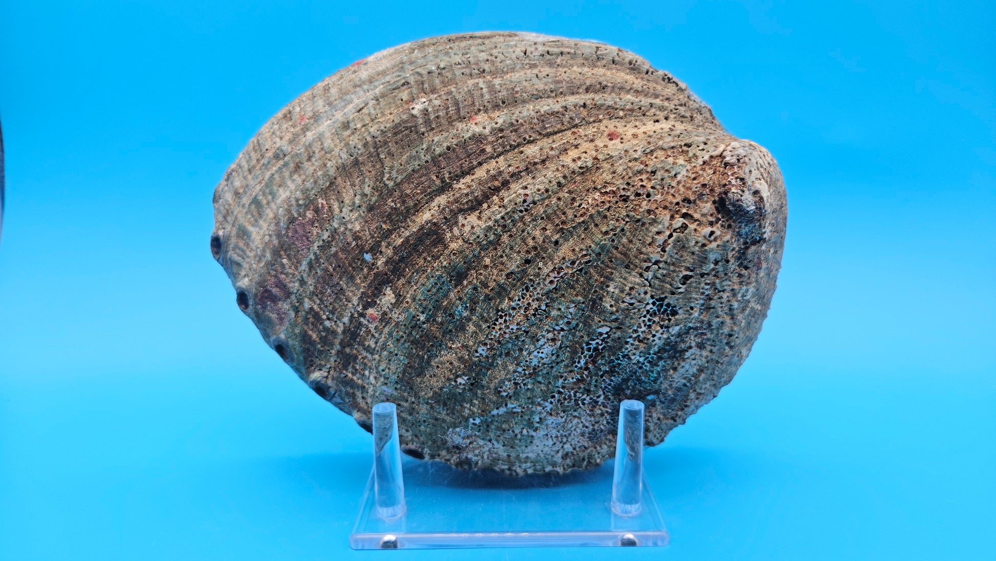 Green Abalone Shell with Pearl – 8" Coastal Display Décor