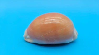 Golden Cowrie shell with smooth golden top, creamy ribbed underside, and orange interior teeth – 3 inches.