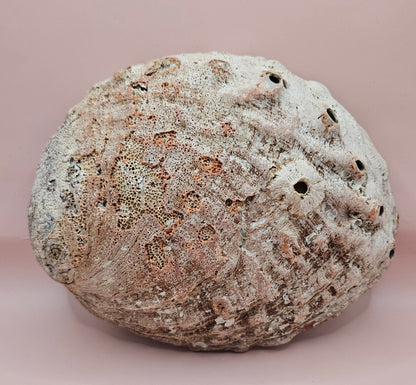 Large red abalone shell with iridescent interior and natural edge on soft pink background