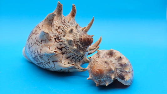 Imperial Volute shell set with large and small matching shells in cream and brown zigzag patterns for coastal décor display