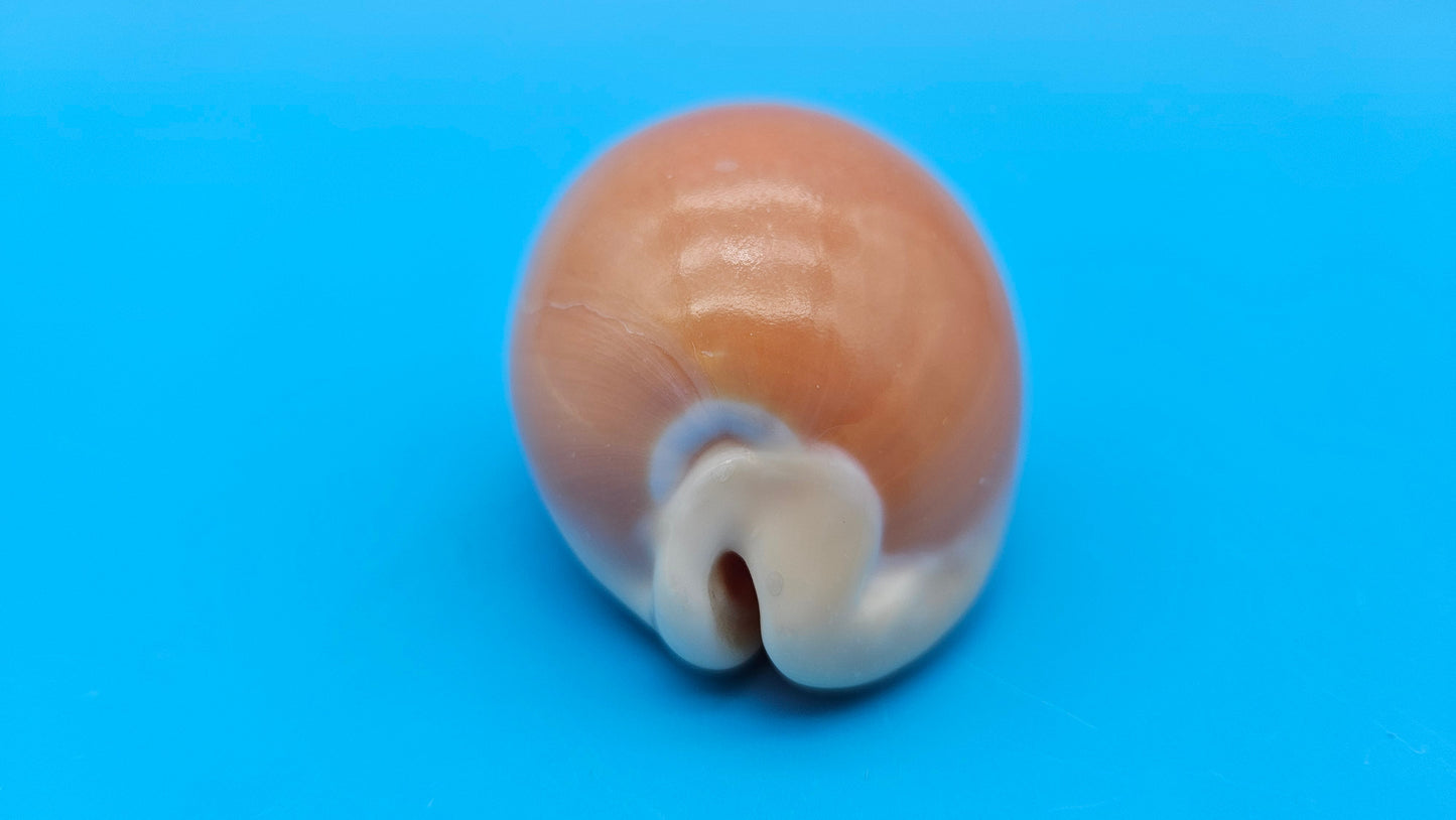 Golden Cowrie shell with smooth golden top, creamy ribbed underside, and orange interior teeth – 3 inches.