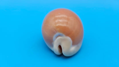 Golden Cowrie shell with smooth golden top, creamy ribbed underside, and orange interior teeth – 3 inches.