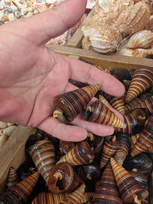 Telescopic Brown Cone Shell (Telescopium telescopium)