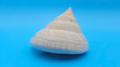  Rare Pleurotomaria hirasei spiral shell with operculum intact, natural creamy tones on blue background