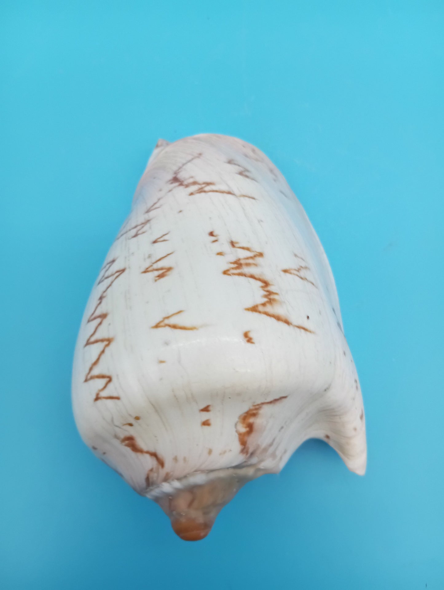 Noble Volute – Cymbiola nobilis – 5"