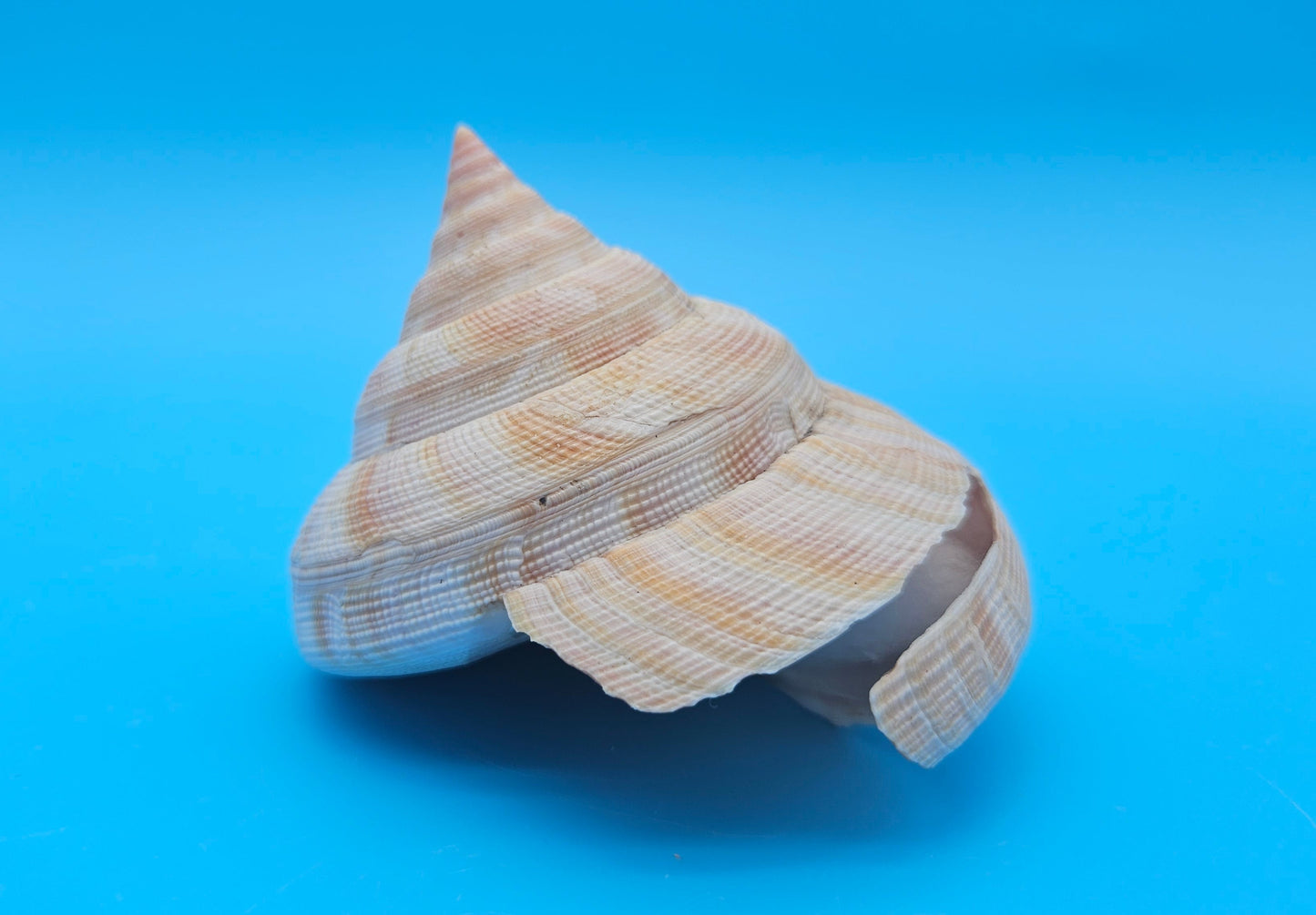  Rare Pleurotomaria hirasei spiral shell with operculum intact, natural creamy tones on blue background