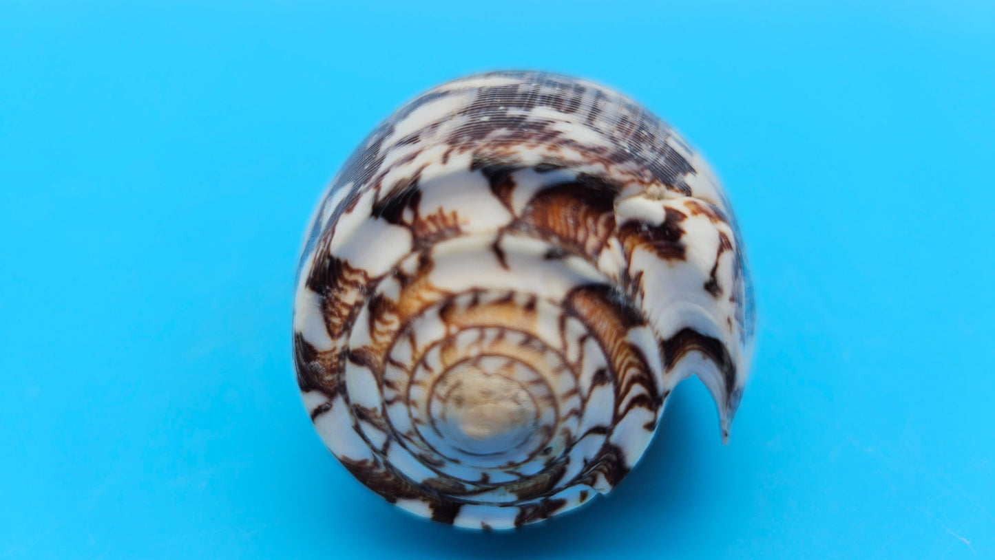 Striate Cone shell with brown base, fine linear striations, and white patches, 3.6 inches.