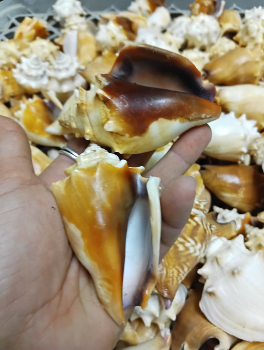 Fighting Conch Shell (Strombus pugilis)