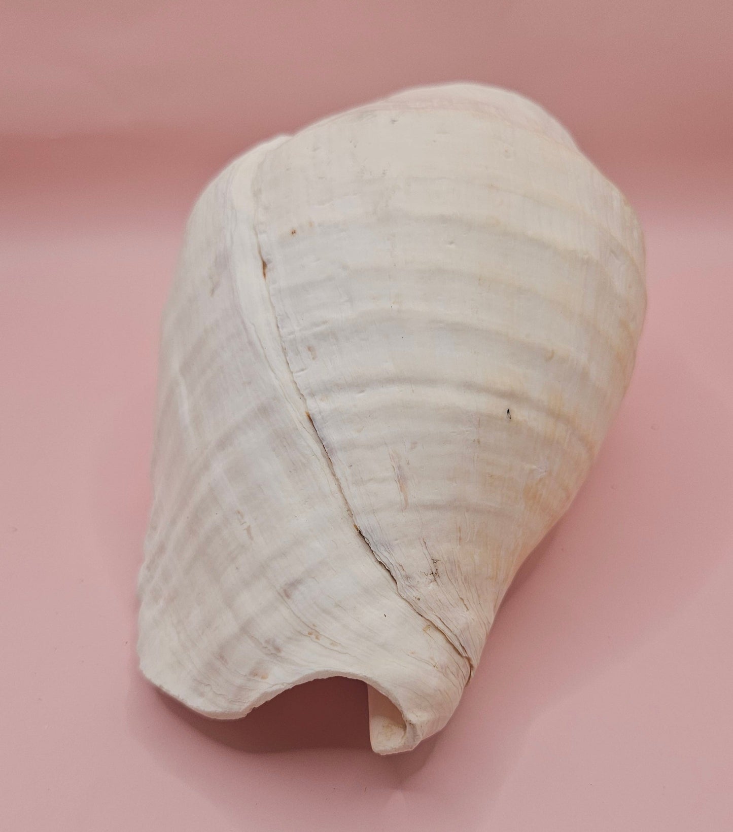 Large white Titanostrombus galeatus Eastern Pacific conch shell with natural texture and soft beige accents, displayed on a pink background – ideal for coastal home décor or nautical display.