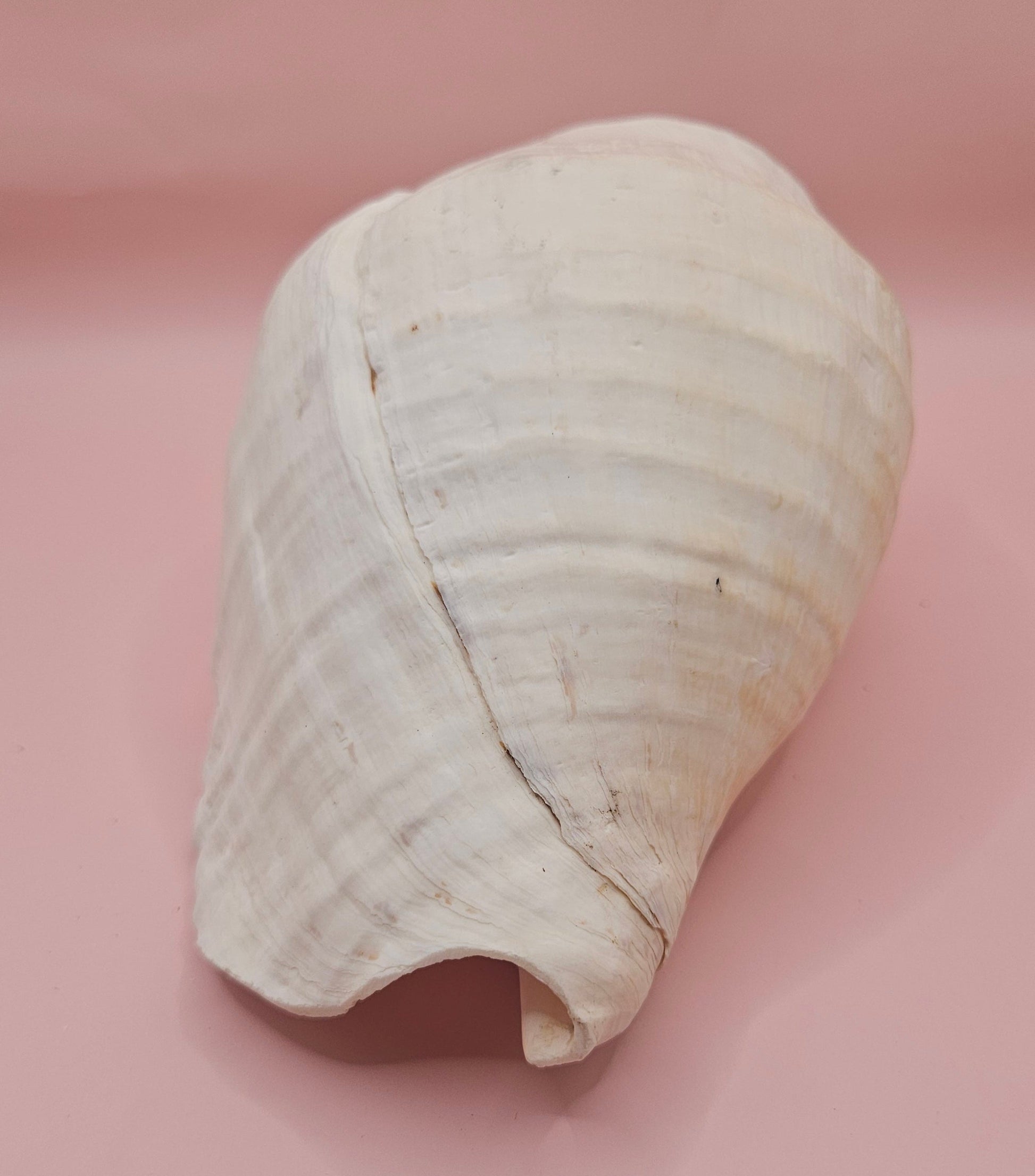 Large white Titanostrombus galeatus Eastern Pacific conch shell with natural texture and soft beige accents, displayed on a pink background – ideal for coastal home décor or nautical display.