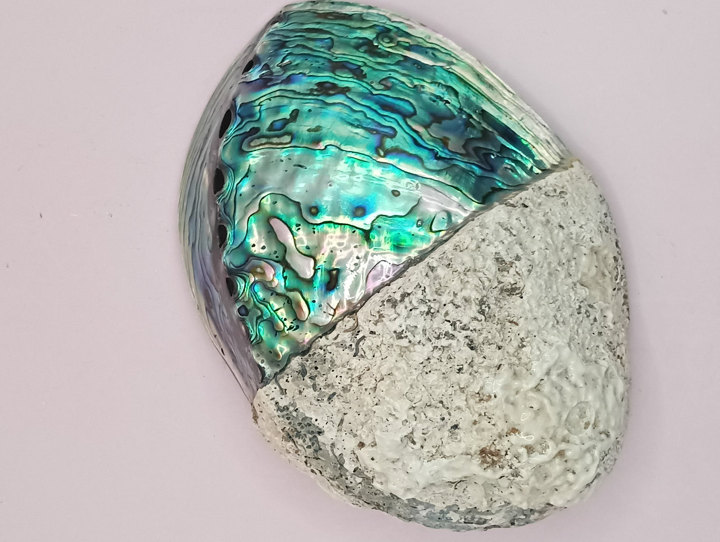 Natural New Zealand Paua Shell – Half Polished Abalone from Fiordland in Gift Box