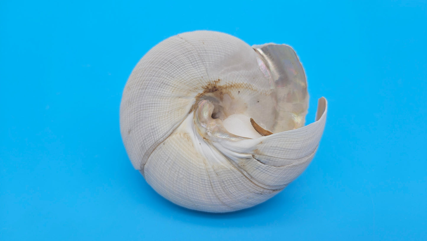  Rare Pleurotomaria hirasei spiral shell with operculum intact, natural creamy tones on blue background