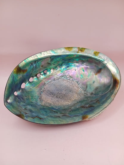 Natural New Zealand Paua Shell – Half Polished Abalone from Fiordland in Gift Box