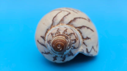Noble Volute Cymbiola nobilis seashell with zigzag brown patterning on cream background, 4 inches.