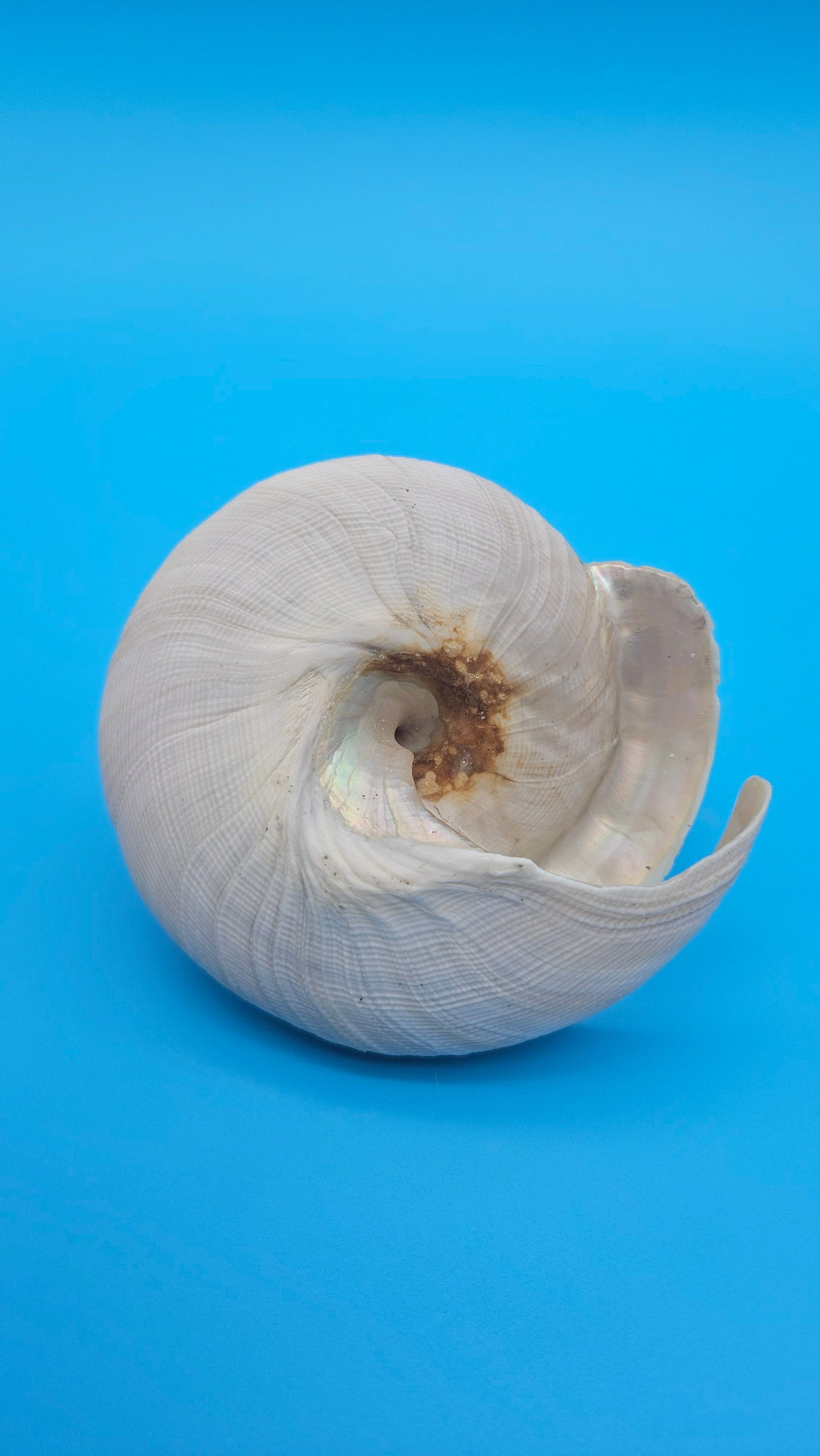  Rare Pleurotomaria hirasei spiral shell with operculum intact, natural creamy tones on blue background