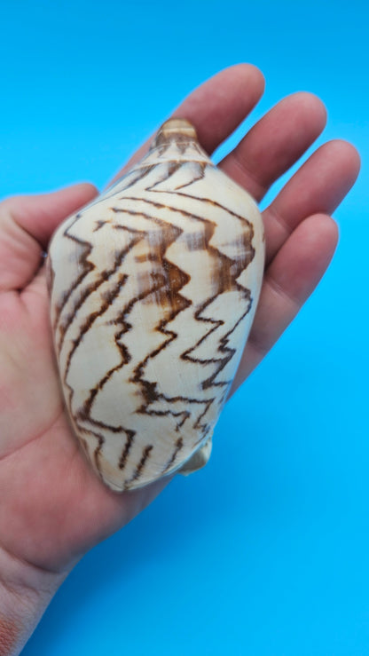 Noble Volute Cymbiola nobilis seashell with zigzag brown patterning on cream background, 4 inches.