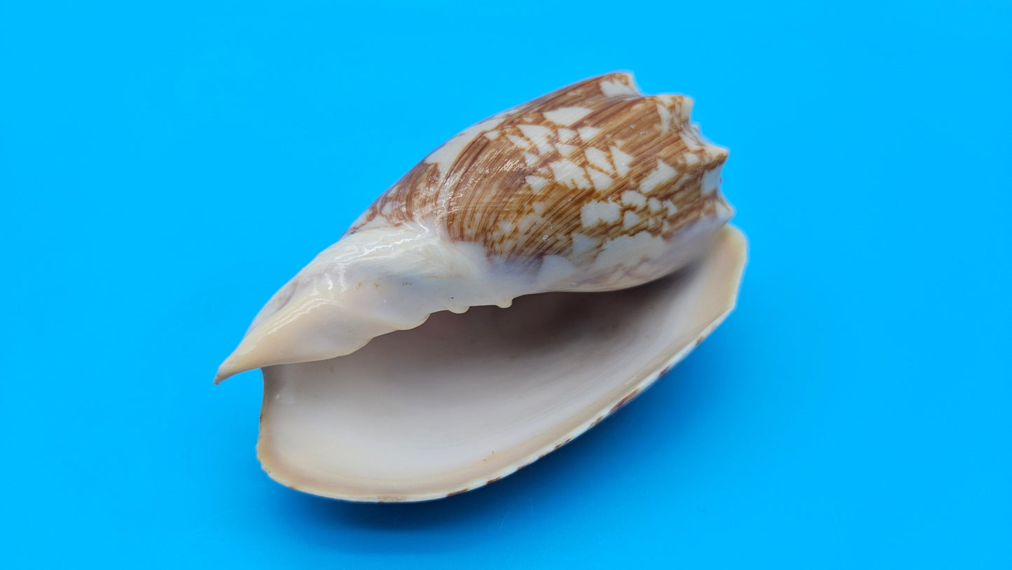 Cybiola vespertilio f. pellisserpentis shell, 3.9 inches, rare spiny bat volute with cream and orange zig-zag pattern.