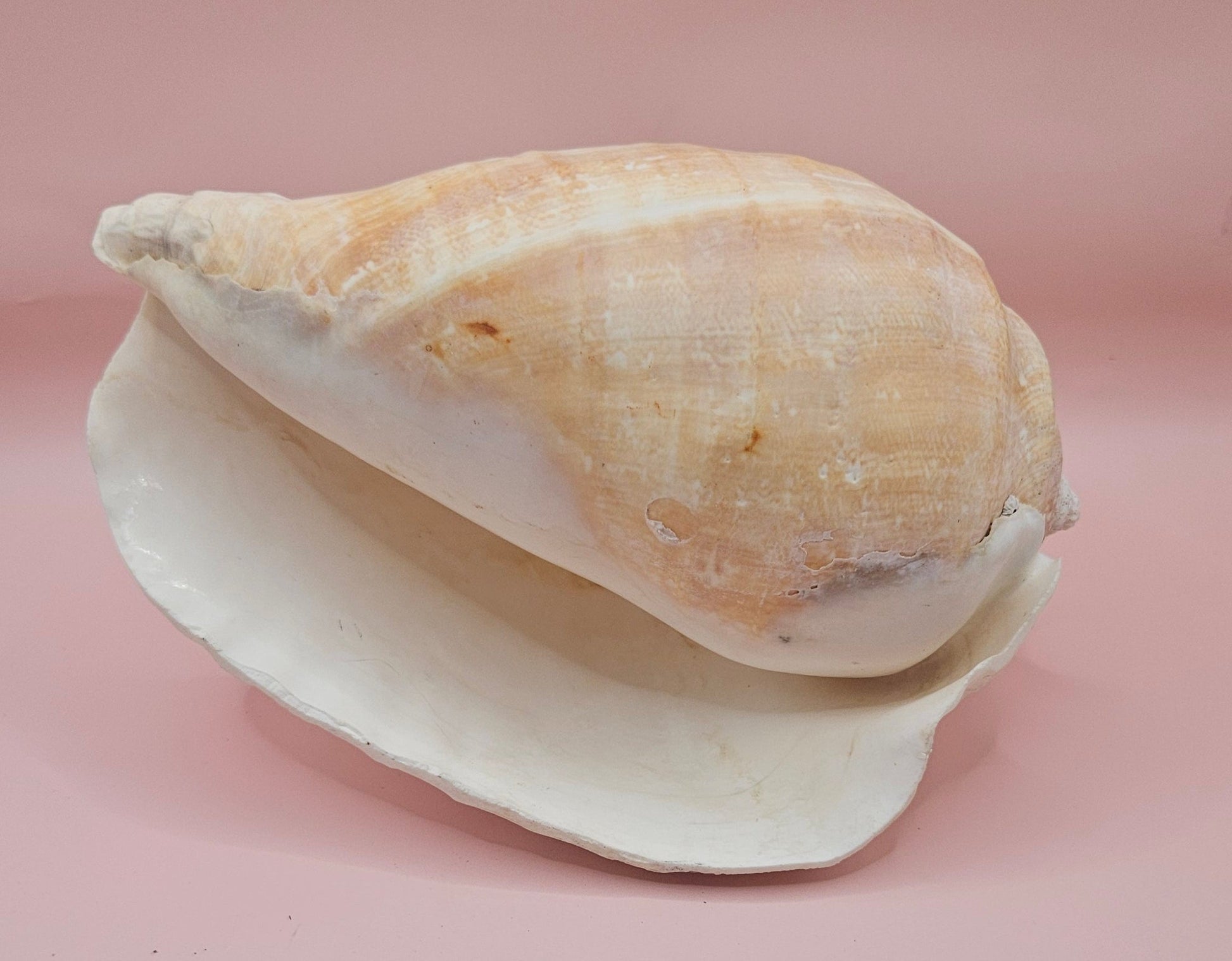 Large white Titanostrombus galeatus Eastern Pacific conch shell with natural texture and soft beige accents, displayed on a pink background – ideal for coastal home décor or nautical display.