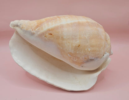 Large white Titanostrombus galeatus Eastern Pacific conch shell with natural texture and soft beige accents, displayed on a pink background – ideal for coastal home décor or nautical display.