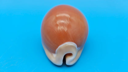 Golden Cowrie shell with smooth golden top, creamy ribbed underside, and orange interior teeth – 3.2 inches.
