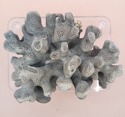 Vintage Blue Ridge Coral with blue-grey texture – 4.8 inch coastal display decor piece