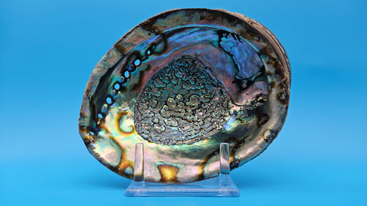 Green Abalone Shell (Haliotis fulgens)– 7.2” Coastal Display with Iridescent Interior
