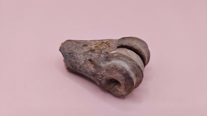 Ice Age fossil distal cannon bone from deer or horse with weathered brown surface on pink background
