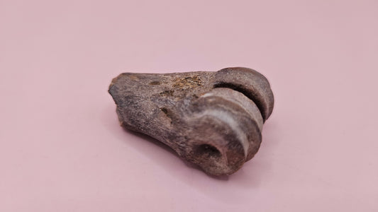 Ice Age fossil distal cannon bone from deer or horse with weathered brown surface on pink background