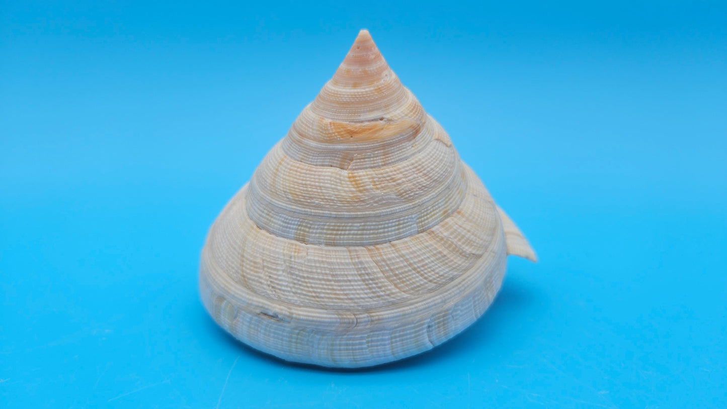  Rare Pleurotomaria hirasei spiral shell with operculum intact, natural creamy tones on blue background