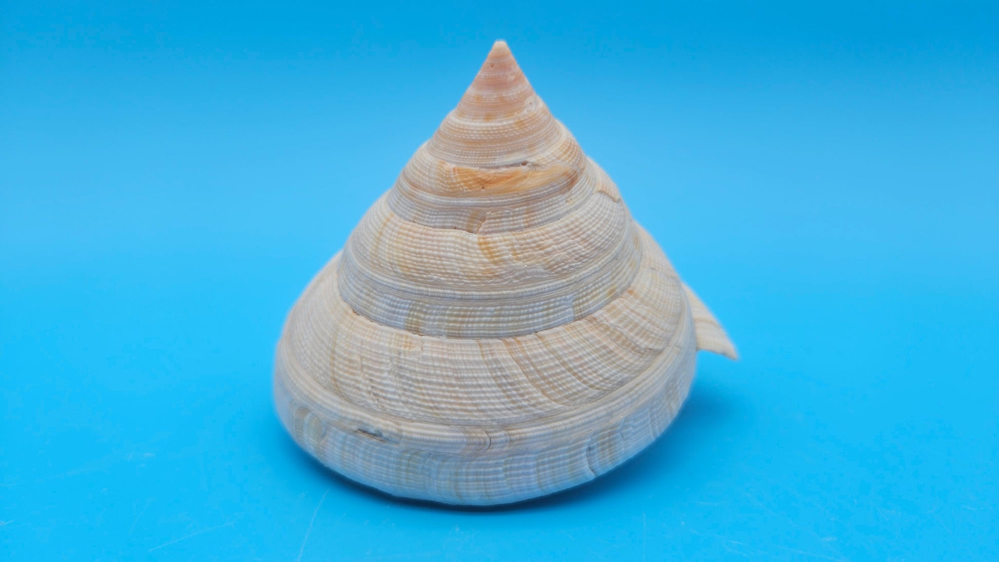  Rare Pleurotomaria hirasei spiral shell with operculum intact, natural creamy tones on blue background