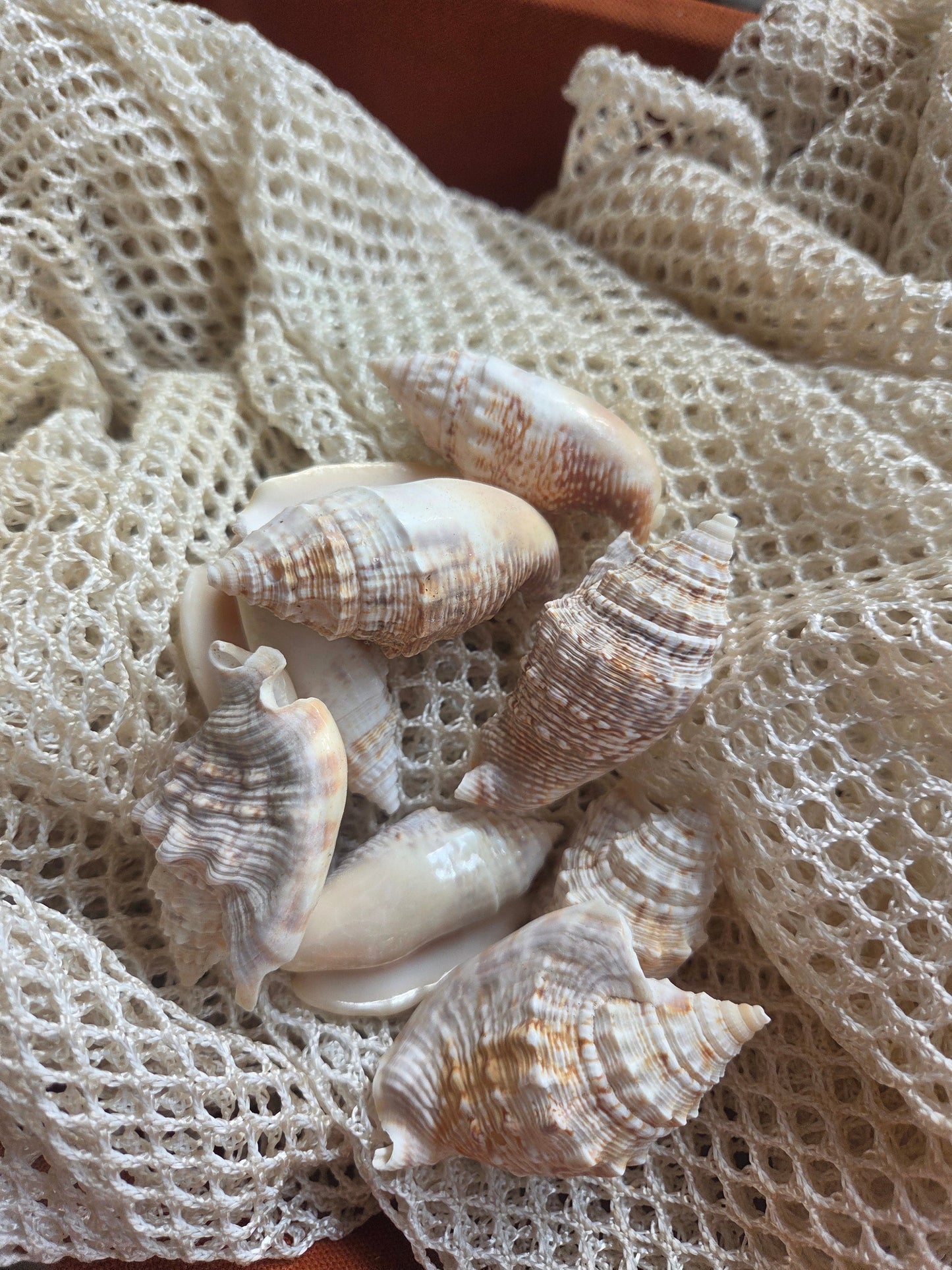 Lobatus raninus Hawk Wing Conch Shell