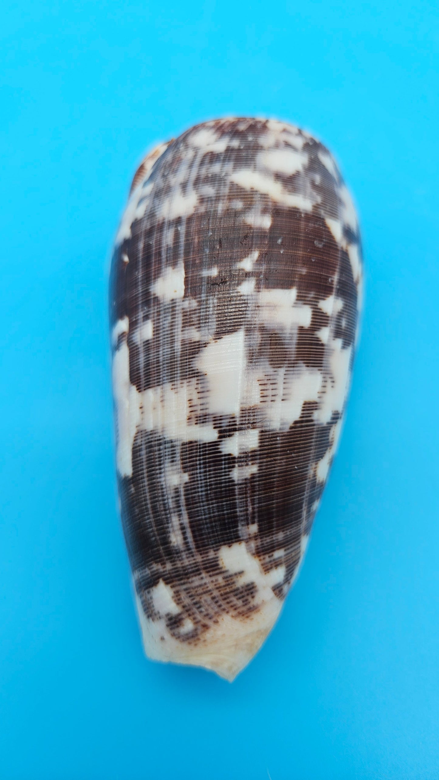 Striate Cone shell with brown base, fine linear striations, and white patches, 3.6 inches.