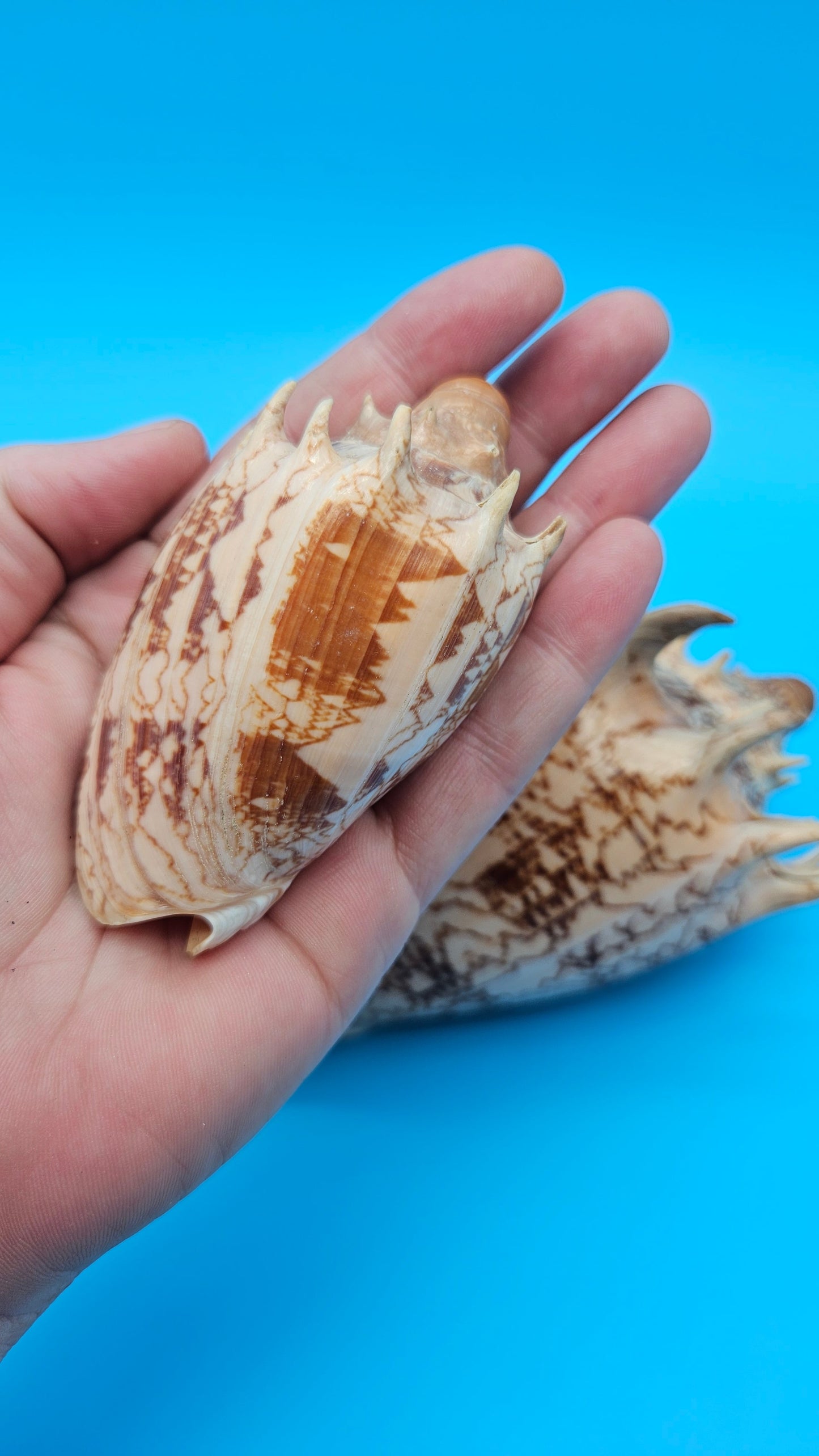 Imperial Volute shell set with large and small matching shells in cream and brown zigzag patterns for coastal décor display